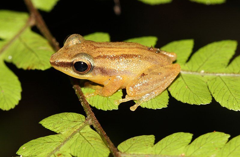 File:Pseudophilautus tanu.jpg