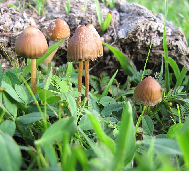 File:Psilocybe mexicana 53960.jpg