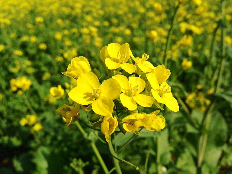 File:Punjabi Mustard Flowers.JPG