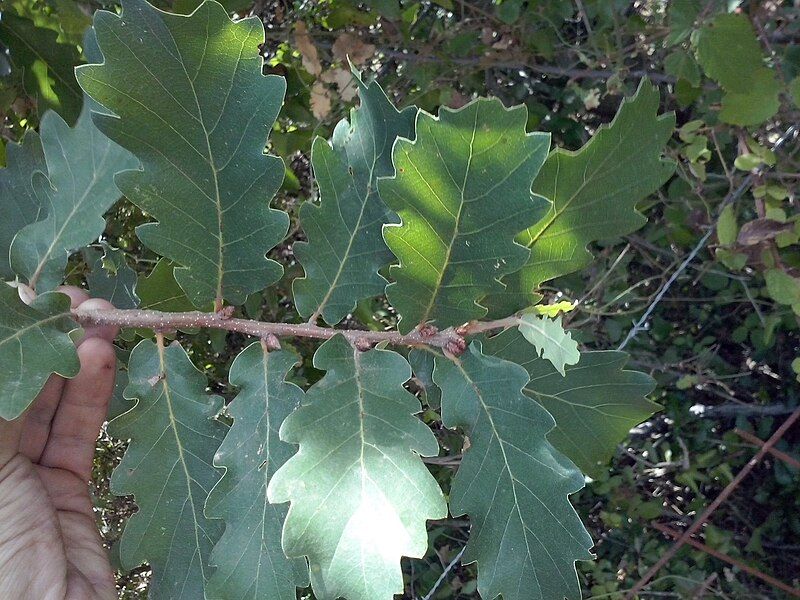 File:Quercus estremadurensis.jpg