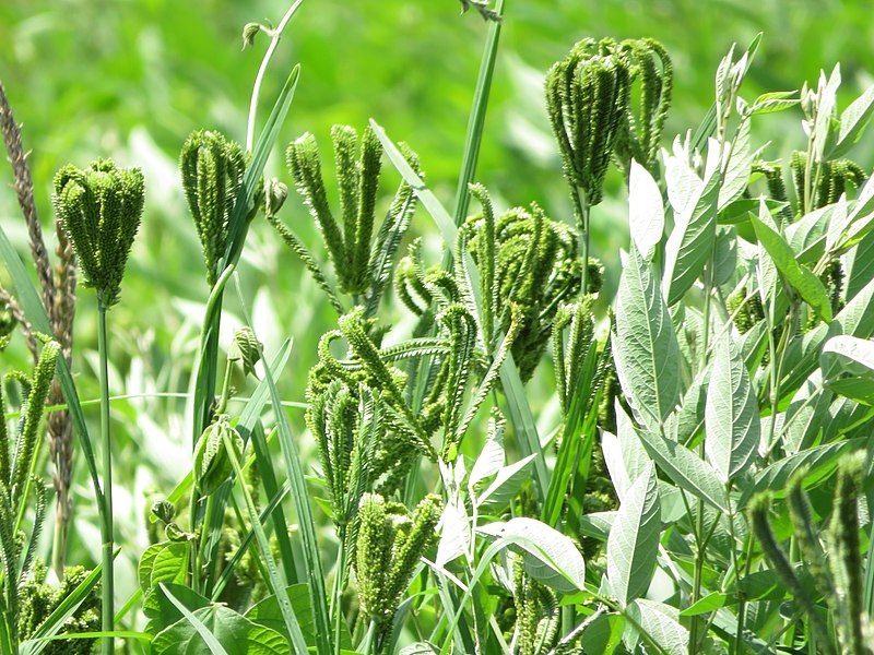 File:Ragi Plant.jpg