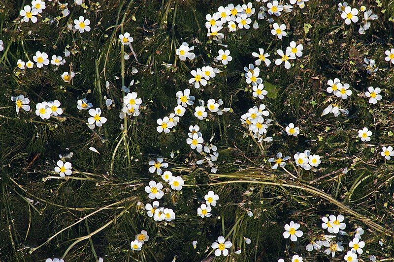 File:Ranunculus penicillatus k1.jpg