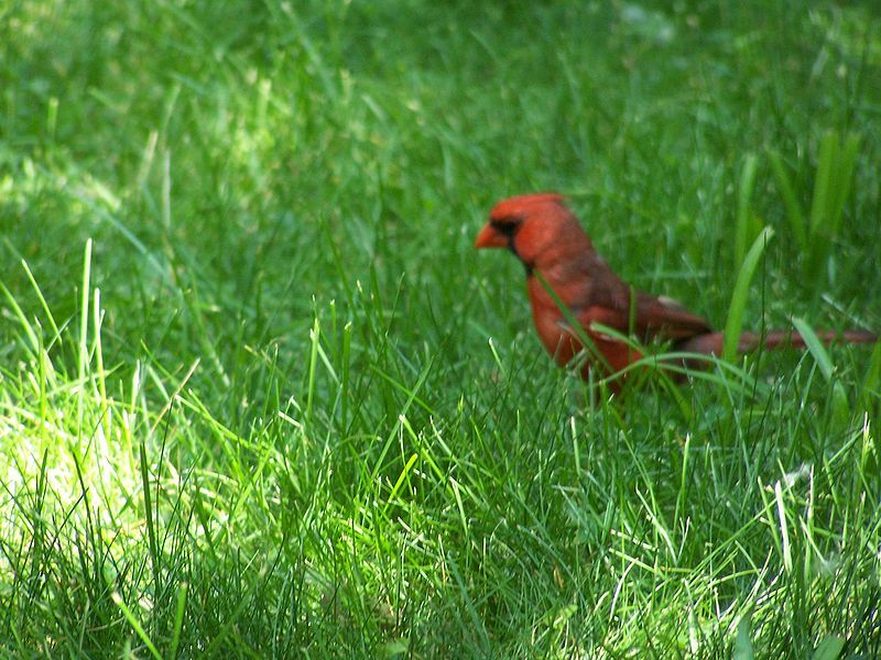 File:Red cardinal again.jpg