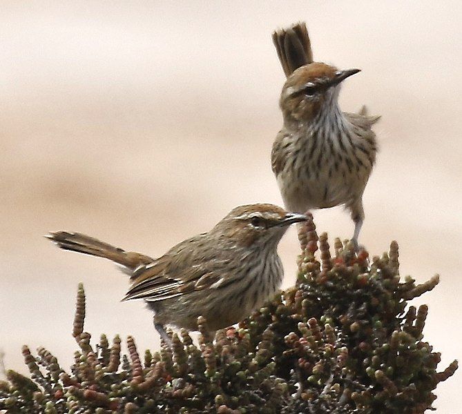 File:Rufous Fieldwren.jpg