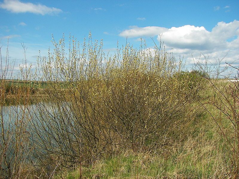 File:Salix caprea 018.jpg