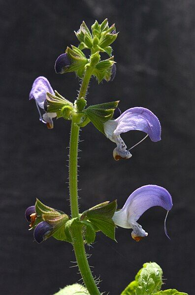 File:Salvia algeriensis.jpg