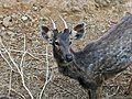 Sambar deer