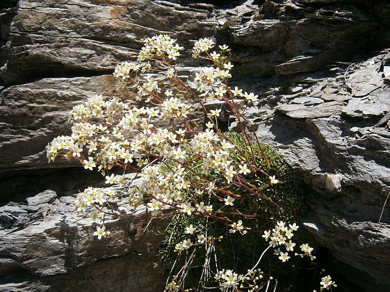 File:Saxifraga paniculata01.jpg