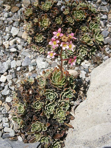 File:Saxifraga paniculata 001.JPG