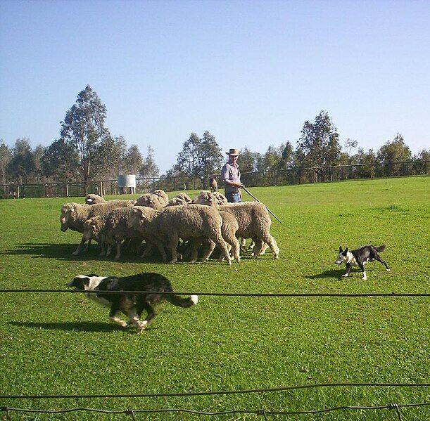 File:Sheep-Dog-Show.JPG