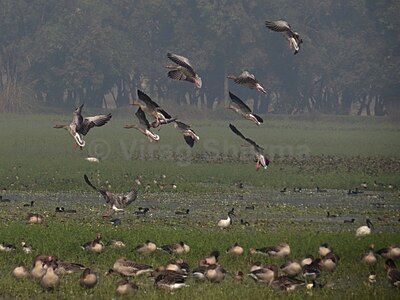 Graylag goose