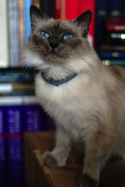 File:Siamese cat HD.jpg