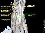 Extensor digitorum muscle