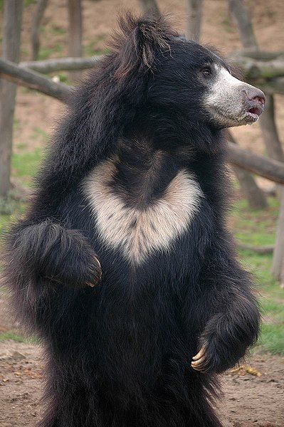 File:Sloth bear stand.jpg