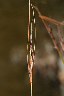 Flowering head