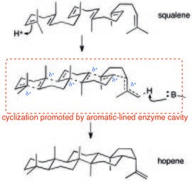 Cyclization of squalene to form hopene