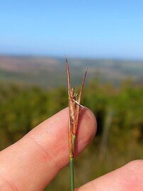 Flowering head (inflorescence)