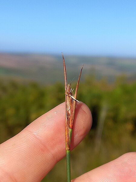 File:Sselinae inflorescences-BDP.jpg