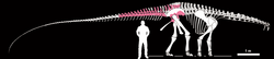 Tataouinea skeleton