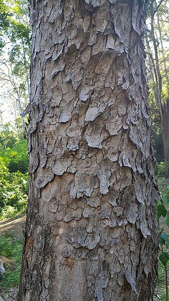 File:Toona ciliata Bark.jpg