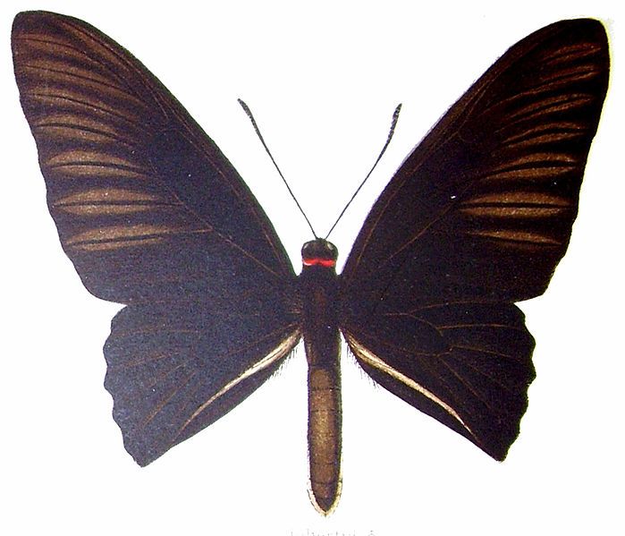 File:Troides dohertyi.jpg