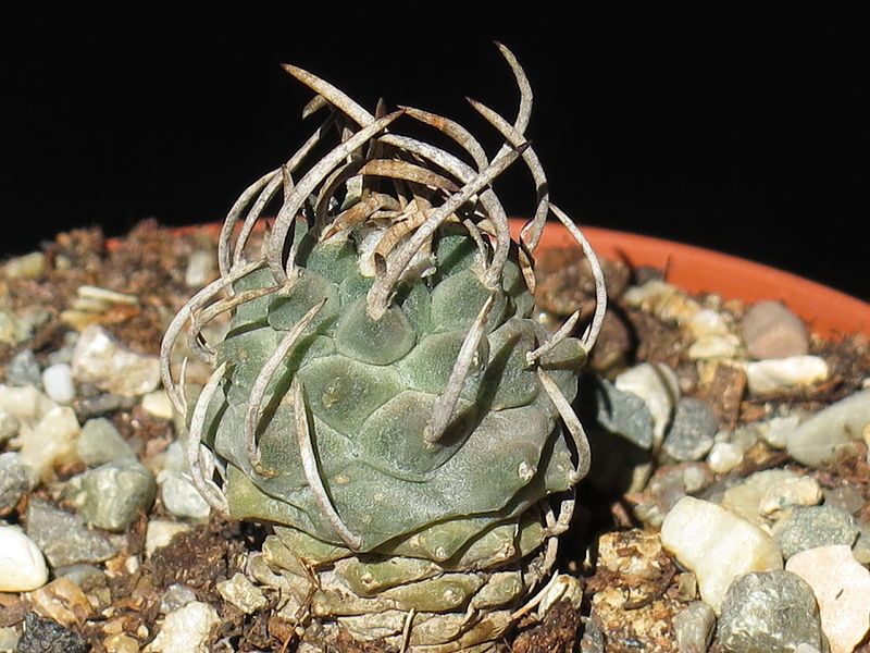 File:Turbinicarpus polaskii 3.JPG