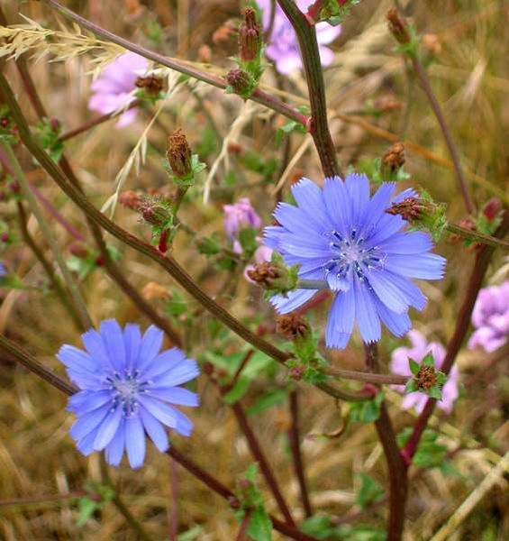 File:WegwarteBlüten.jpg