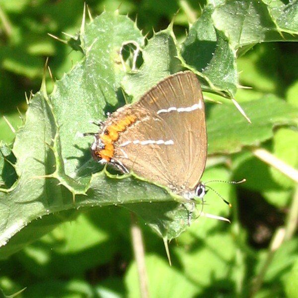 File:White Letter Hairstreak.jpg