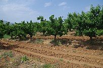 Cherry orchard in Sirkovo, North Macedonia