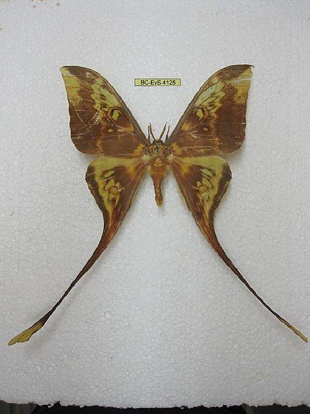 File:Actias ignescens.JPG