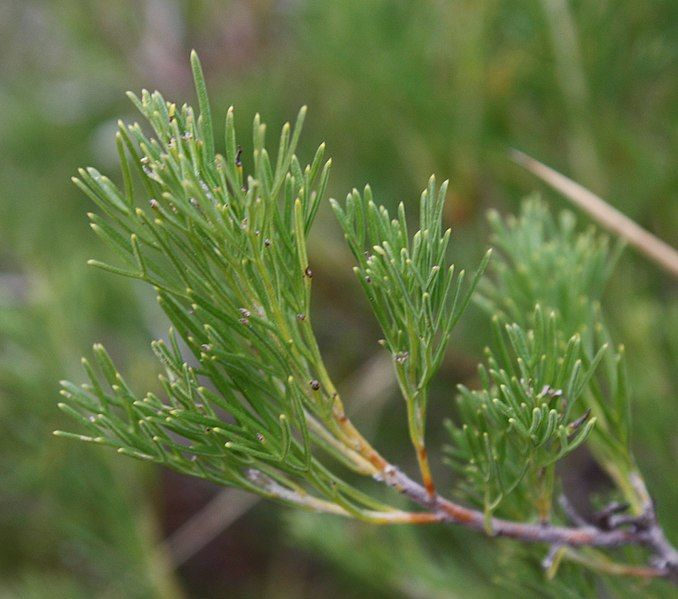 File:Adenanthos meisneri foliage.jpg