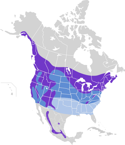 File:Aegolius acadicus map.svg