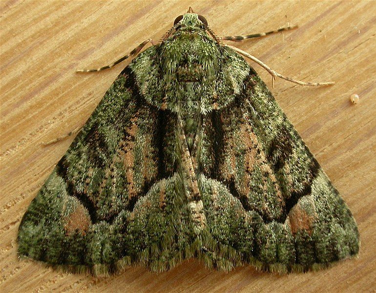 File:Aeolochroma metarhodata.jpg