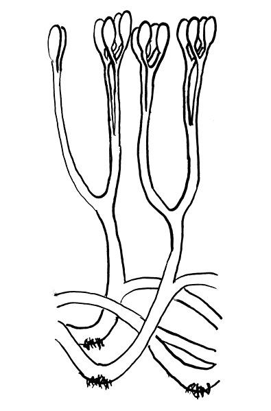 File:Aglaophyton reconstruction.jpg