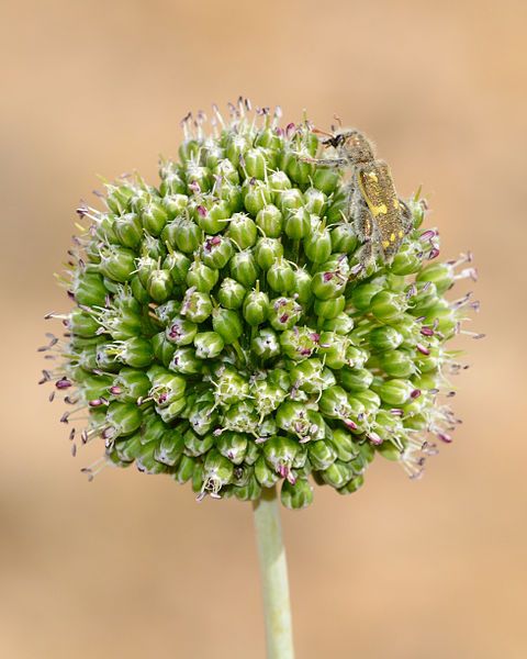 File:Allium dictyoprasum 1.jpg