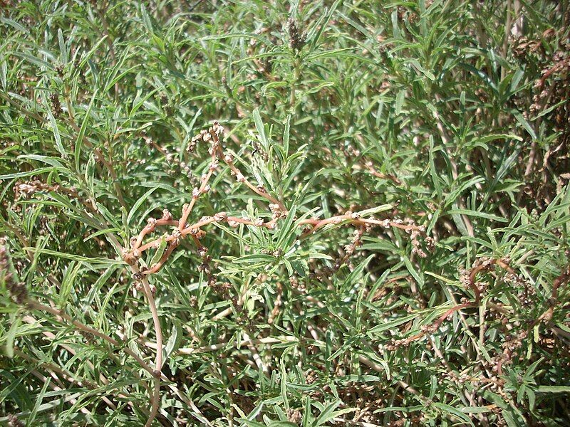 File:Amaranthus muricatus.JPG