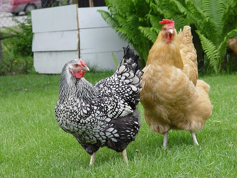 File:Anchorage chickens.jpg