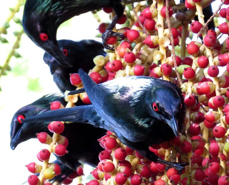 File:Aplonis metallica feeding.jpg