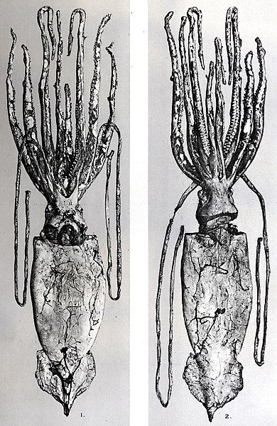 File:Architeuthis clarkei.jpg