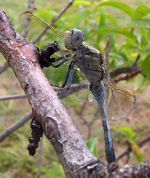 File:Aust blue dragonfly05.jpg