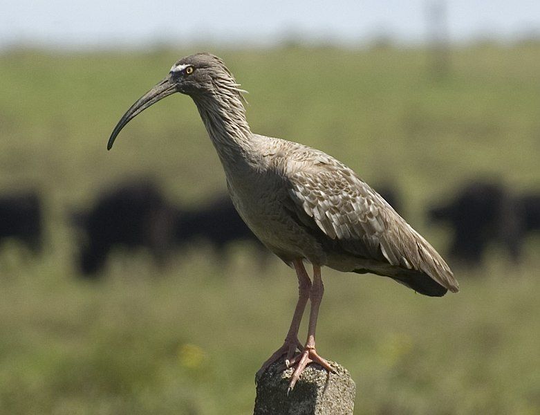 File:BANDURRIA MORA Harpiprioncaerulescens.jpg