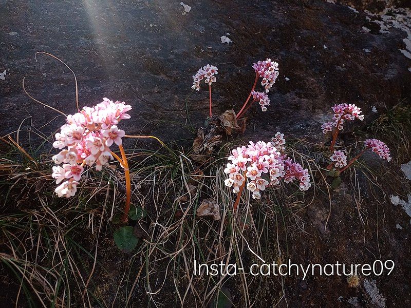 File:Bergenia ciliata flower.jpg