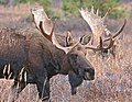 Alaskan moose (A. alces gigas or A. americanus gigas)