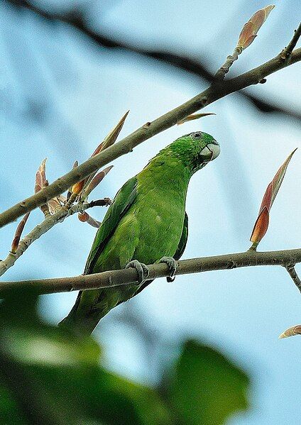 File:Blue-headed Racquet-tail.JPG