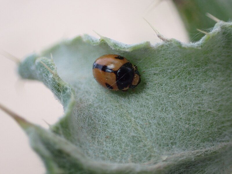 File:Brachiacantha albifrons 298739977.jpg