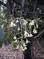 B. populneus flowers and leaves.