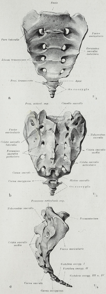 File:Braus 1921 50.png