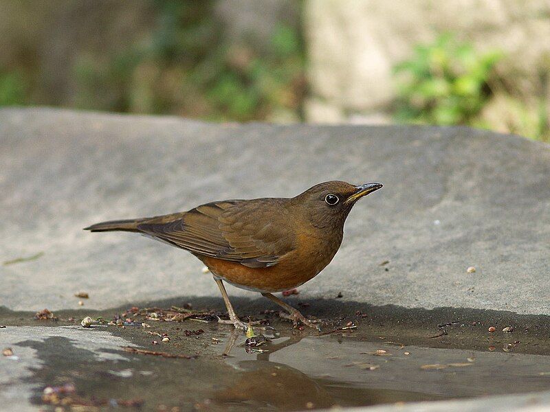 File:Brown-headed Thrush 6016.jpg