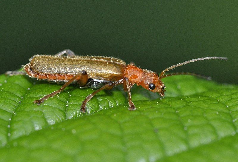 File:Cantharis-cryptica-04-fws.jpg