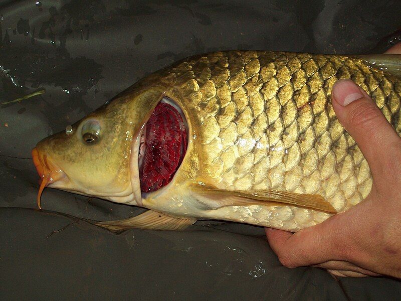 File:Carp gill defect.jpg